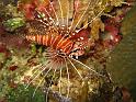 poisson lion - Pterois antennata